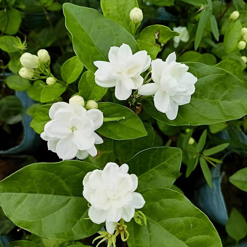 Jasmine Seeds With Plant Growth Serum Pack
