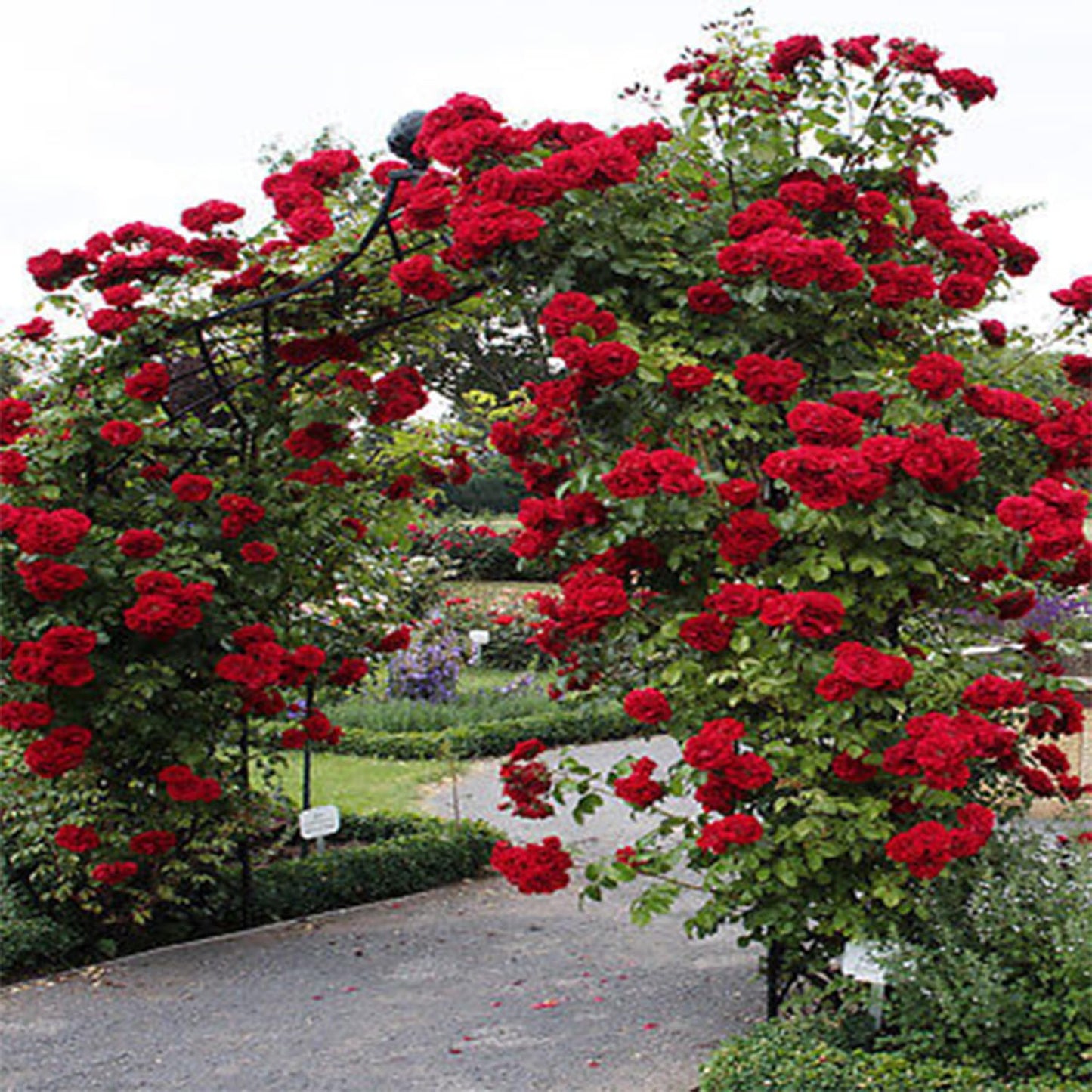 Elegant Climbing Rose Flower Seeds Pack and Plant Growth Pack