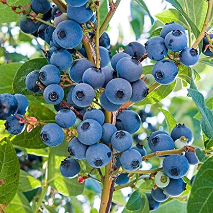 Giant Blueberry Fruits seeds Pack and  plant growth supplement
