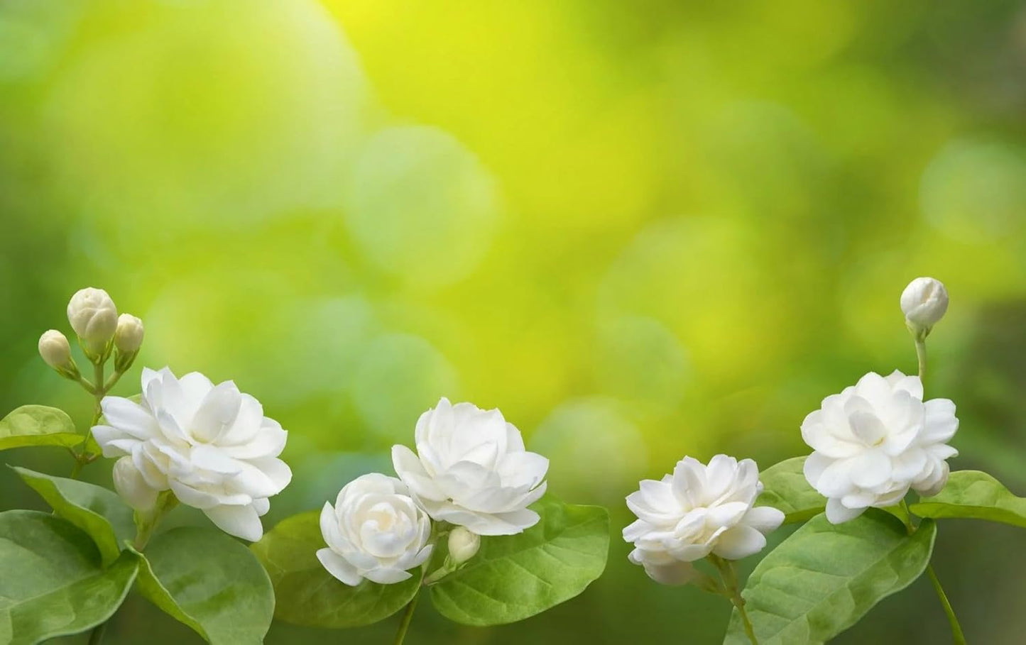 Jasmine Seeds With Plant Growth Serum Pack