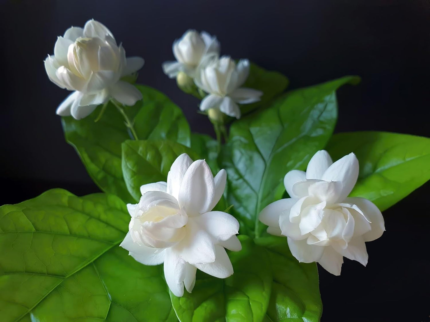 Jasmine Seeds With Plant Growth Serum Pack