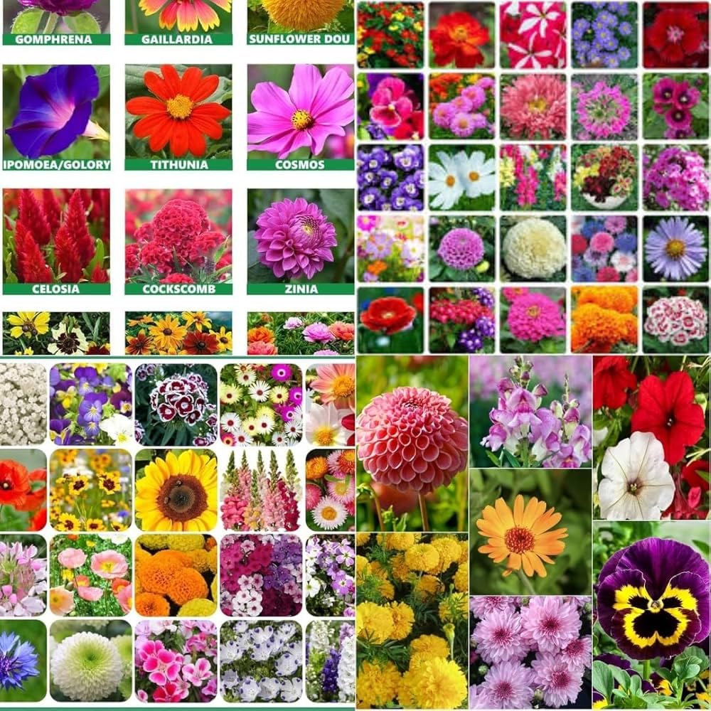 Varieties of Flower Seeds and Supplement(Pack of 1)
