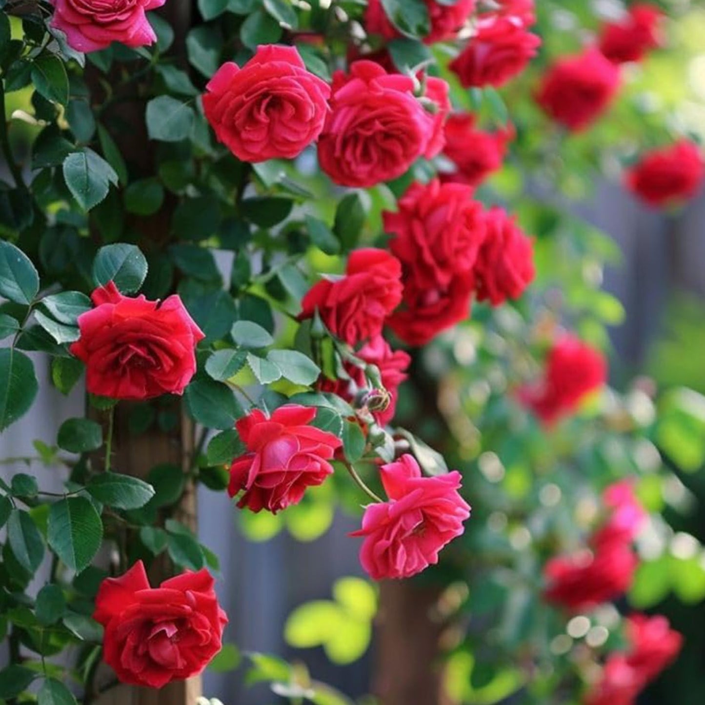 Elegant Climbing Rose Flower Seeds Pack and Plant Growth Pack