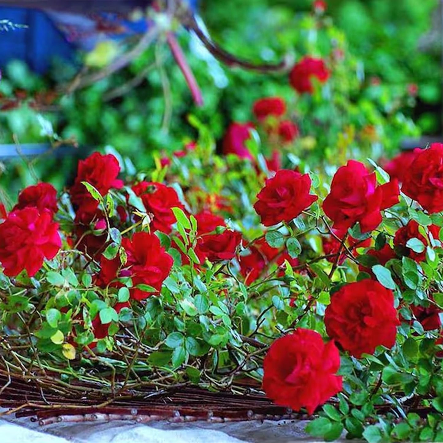 Elegant Climbing Rose Flower Seeds Pack and Plant Growth Pack