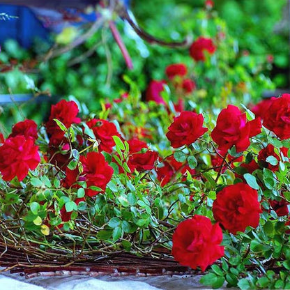 Elegant Climbing Rose Flower Seeds Pack and Plant Growth Pack