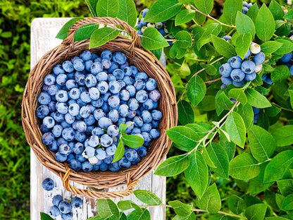 Giant Blueberry Fruits seeds Pack and  plant growth supplement