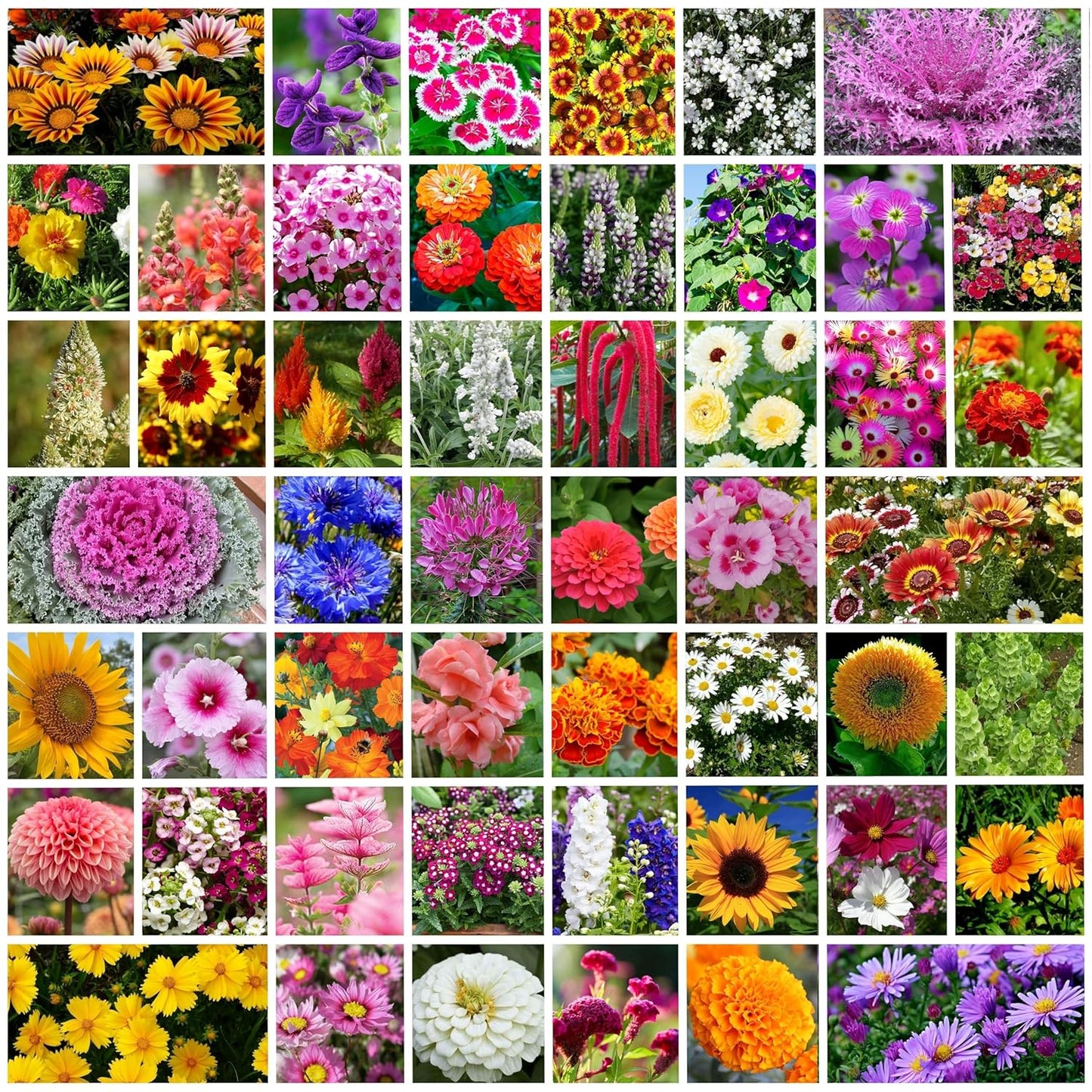 Varieties of Flower Seeds and Supplement(Pack of 1)