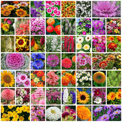 Varieties of Flower Seeds and Supplement(Pack of 1)